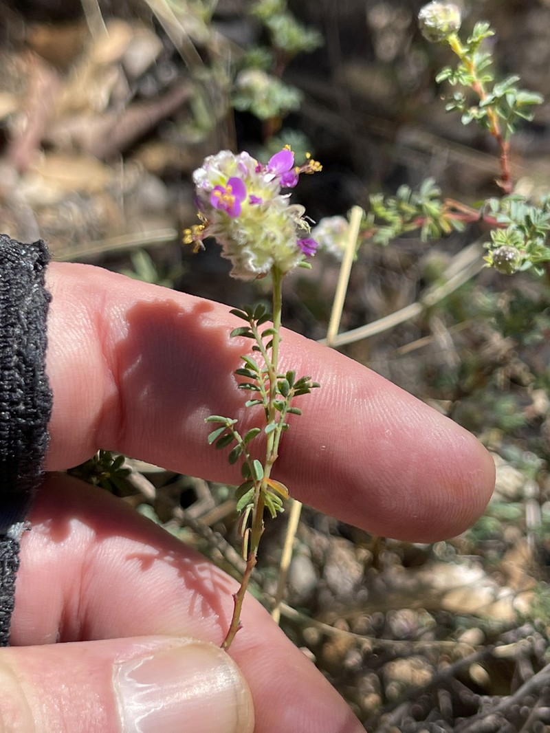 Dalea trochilina photo 3