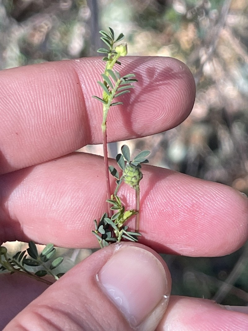 Dalea trochilina photo 4