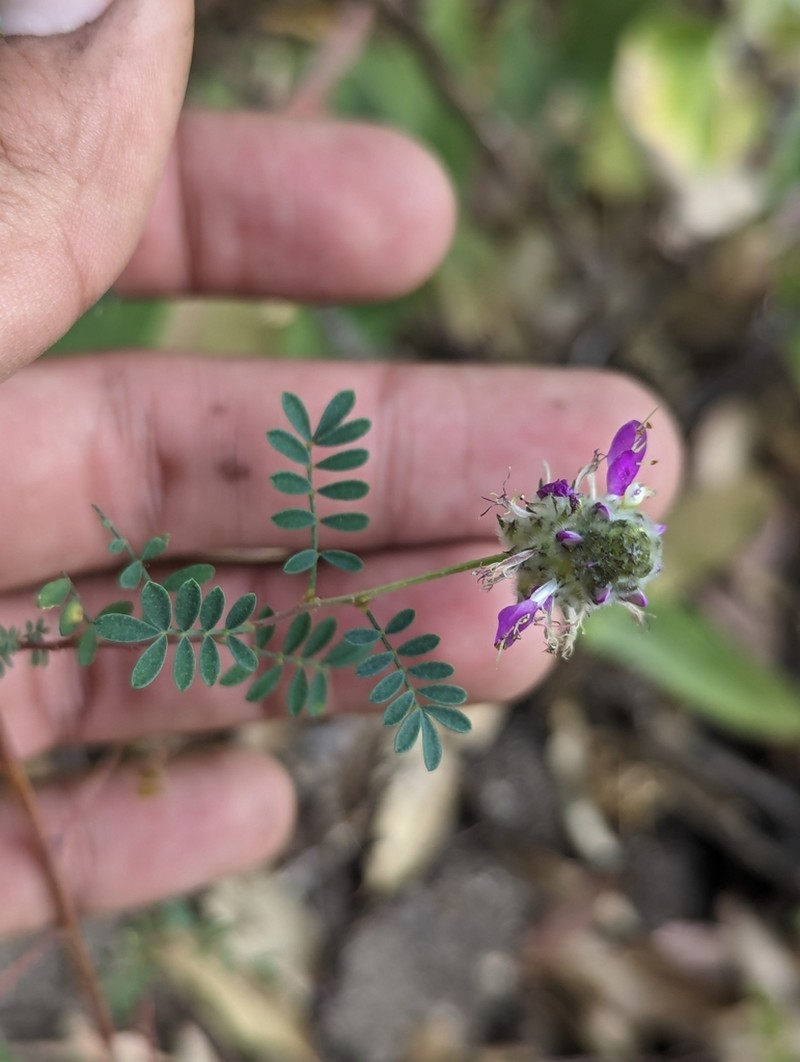 Dalea trochilina photo 5