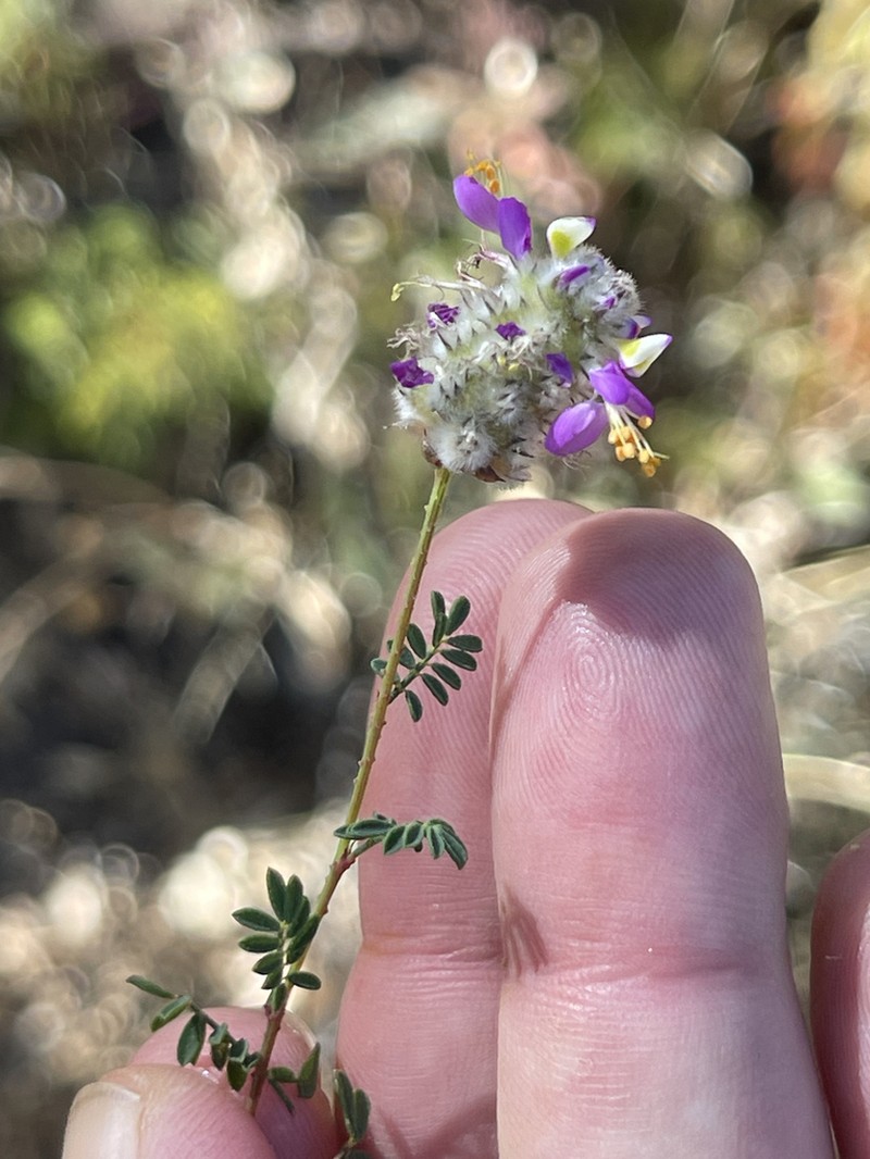 Dalea trochilina photo 6