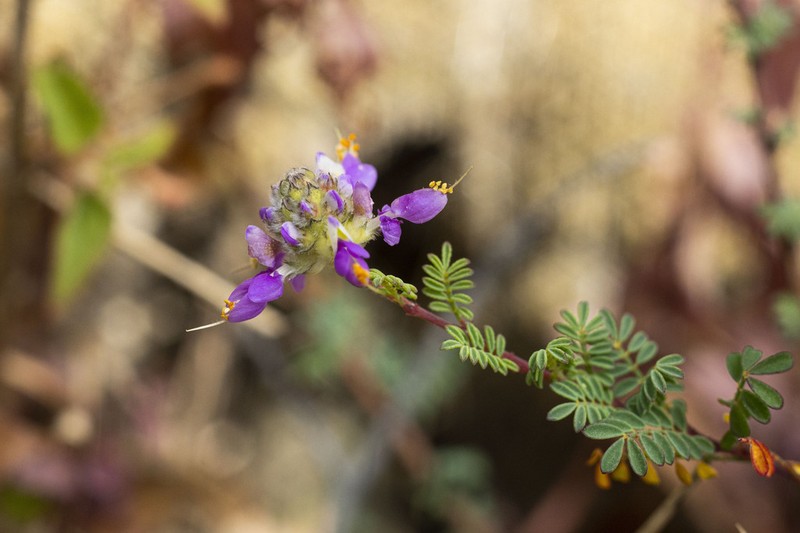 Dalea trochilina photo 7