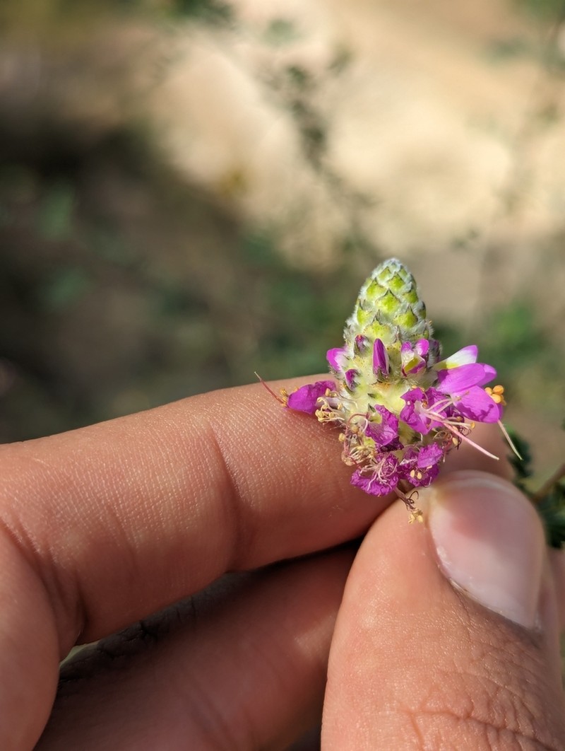 Dalea trochilina photo 8