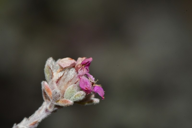 Dalea uniflora
