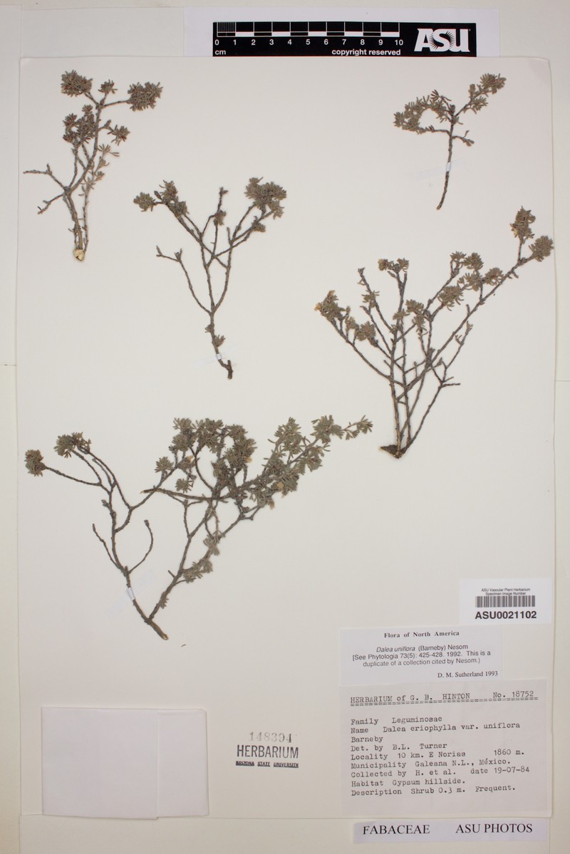 Dalea uniflora photo 2