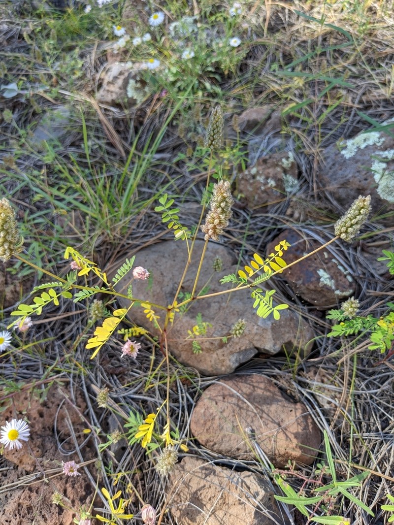 Pineforest Prairie Clover