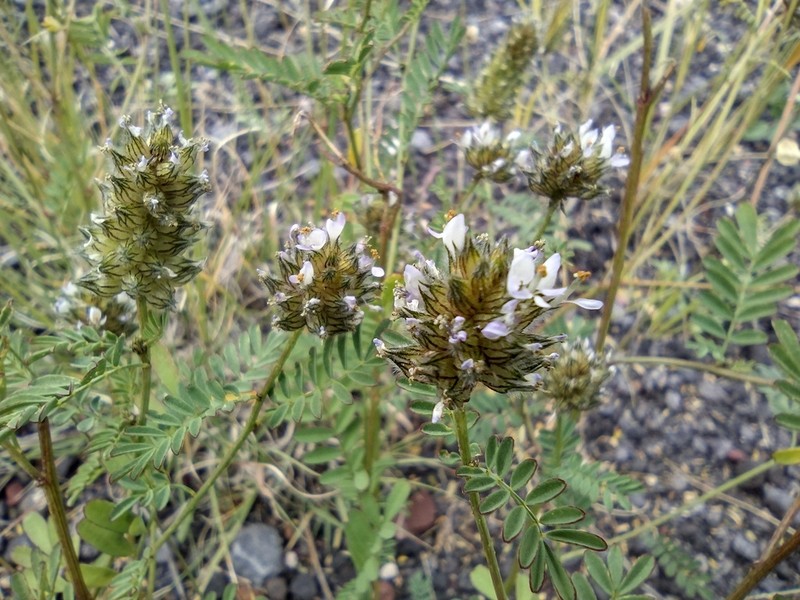 Pineforest Prairie Clover photo 2