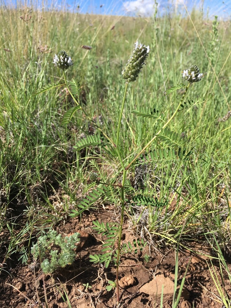 Pineforest Prairie Clover photo 3