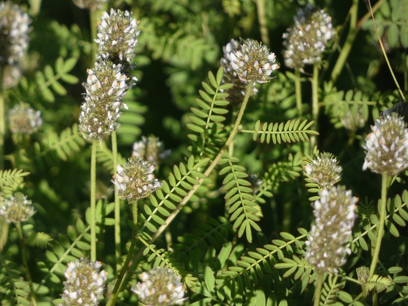 Pineforest Prairie Clover photo 4