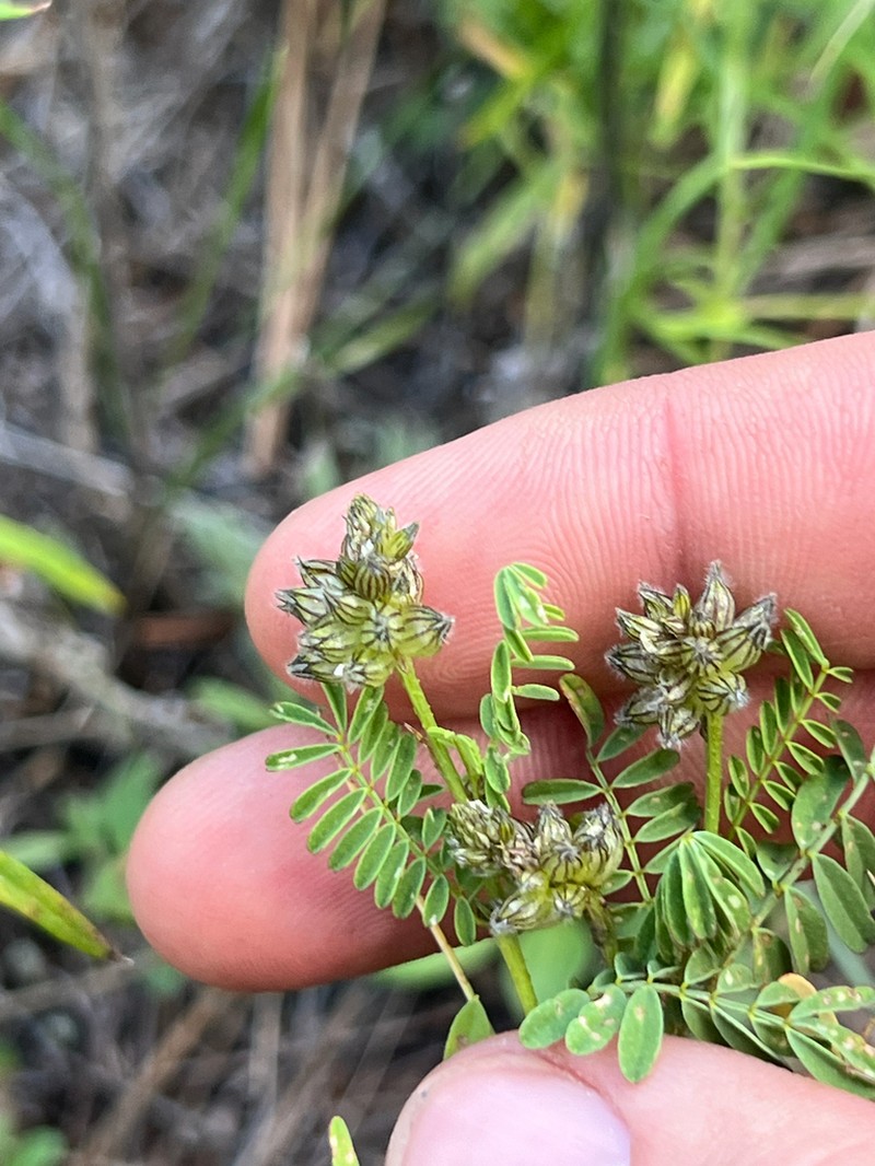 Pineforest Prairie Clover photo 5