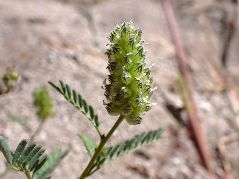 Pineforest Prairie Clover photo 6