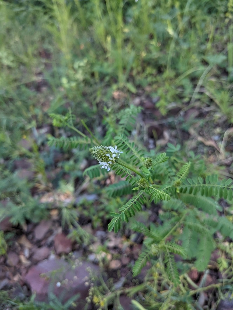 Pineforest Prairie Clover photo 7