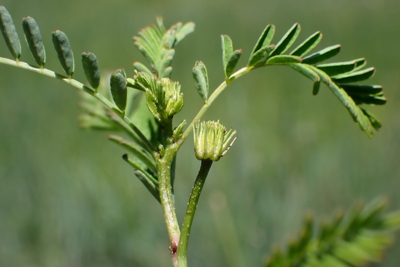 Pineforest Prairie Clover photo 8