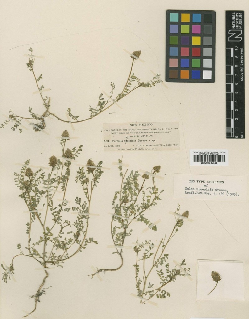 Dalea urceolata var. urceolata photo 2