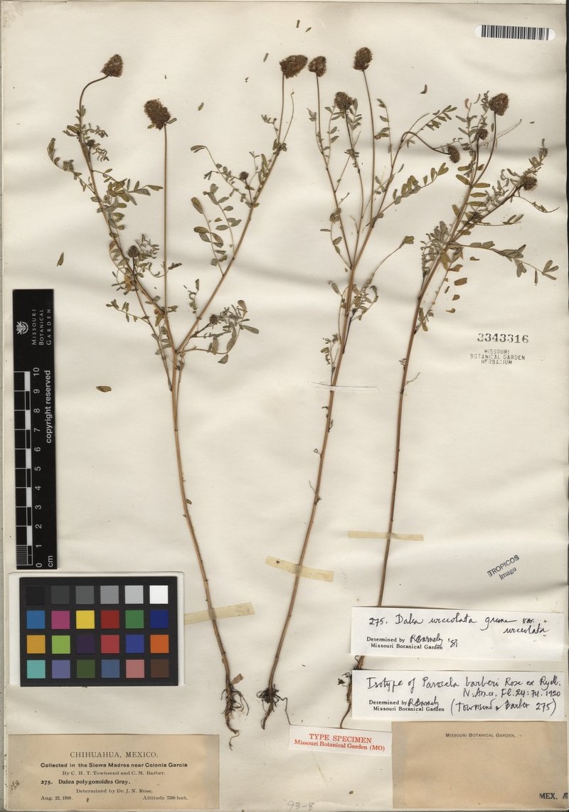 Dalea urceolata var. urceolata