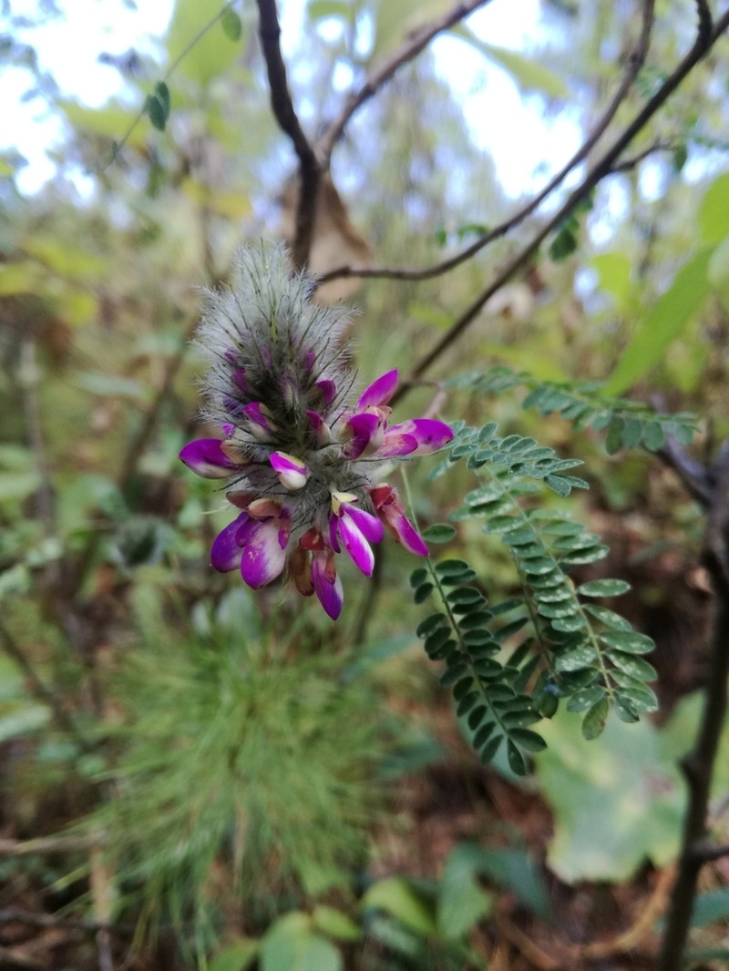 Oakwoods Prairie Clover