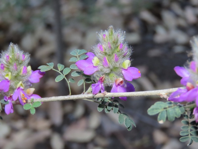 Oakwoods Prairie Clover photo 2