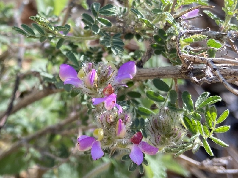 Oakwoods Prairie Clover photo 3