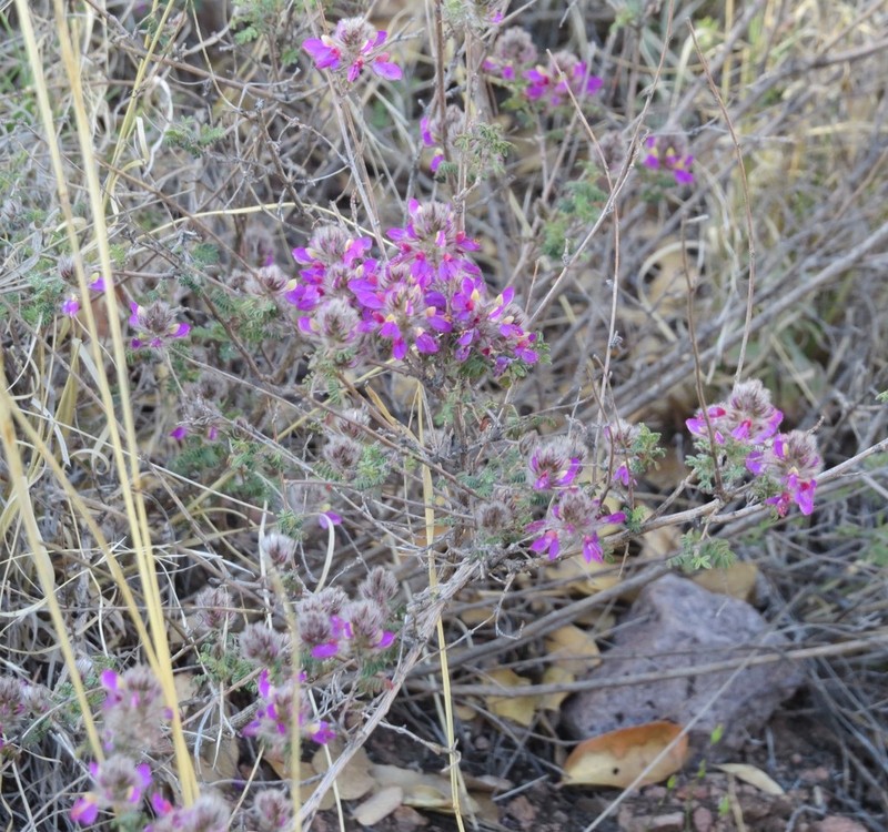 Oakwoods Prairie Clover photo 4