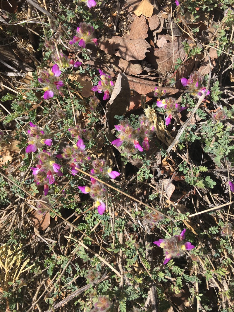 Oakwoods Prairie Clover photo 5