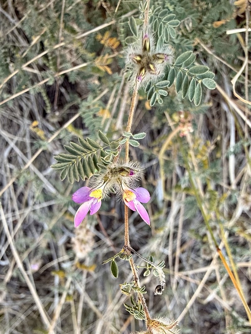 Oakwoods Prairie Clover photo 6