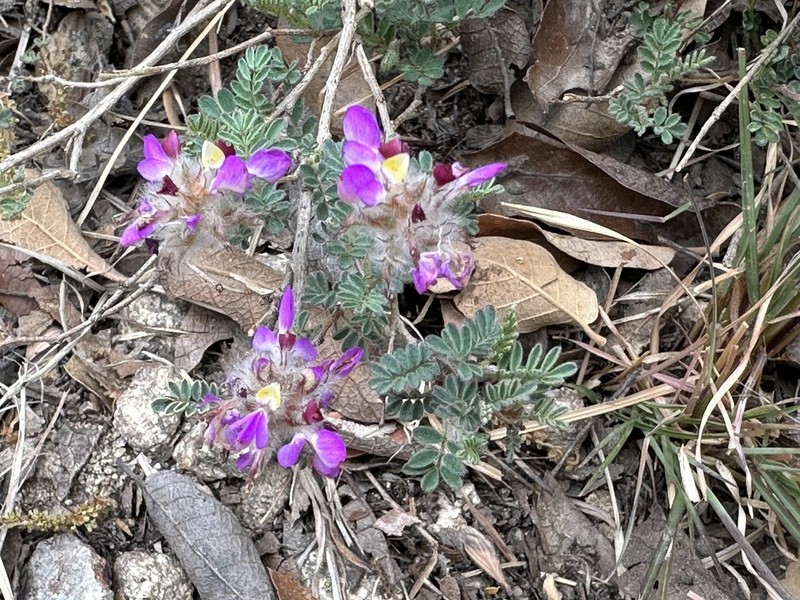 Oakwoods Prairie Clover photo 7