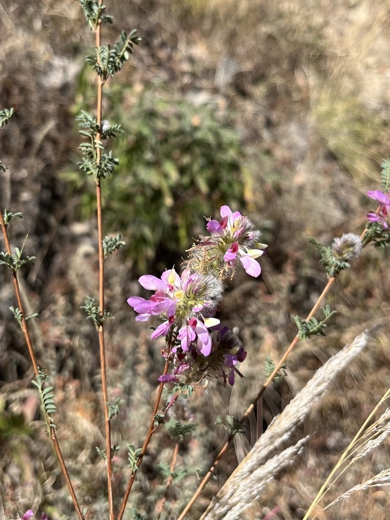 Oakwoods Prairie Clover photo 8