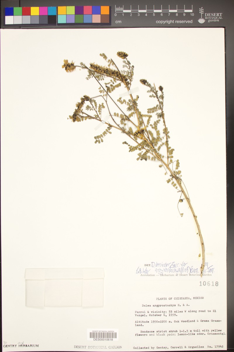 Dalea versicolor subsp. argyrostachya