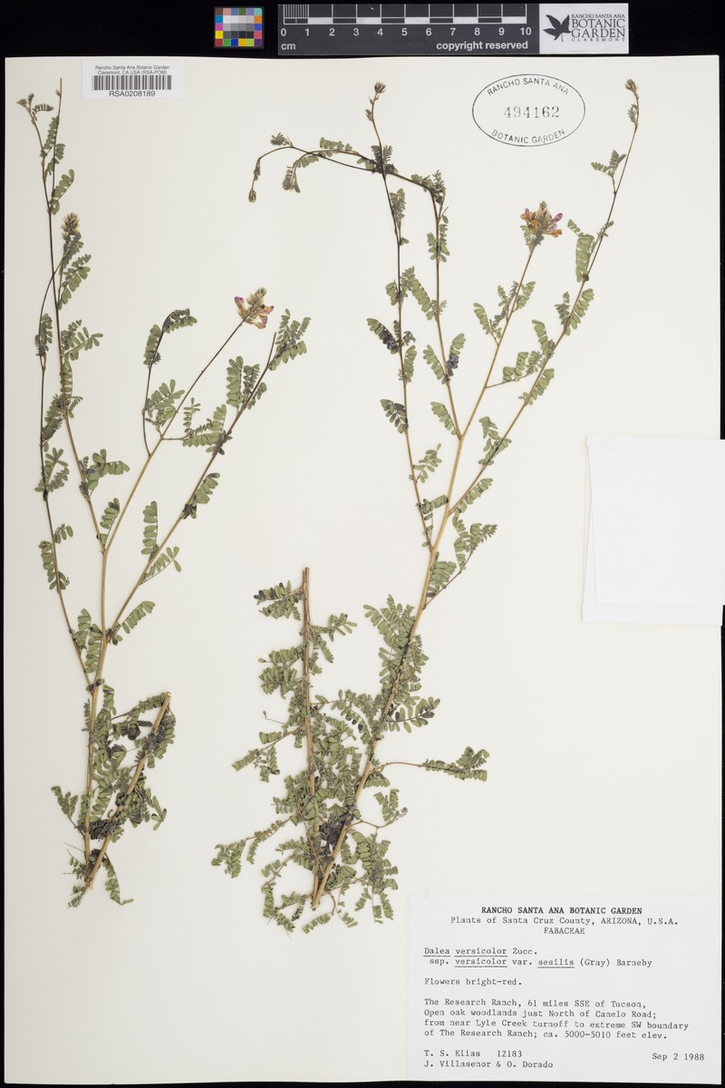 Dalea versicolor subsp. versicolor