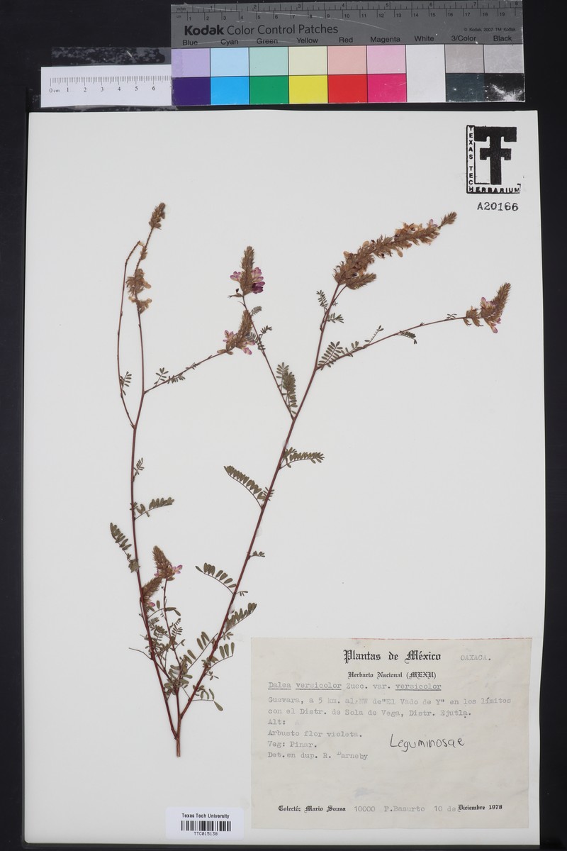 Dalea versicolor subsp. versicolor photo 2