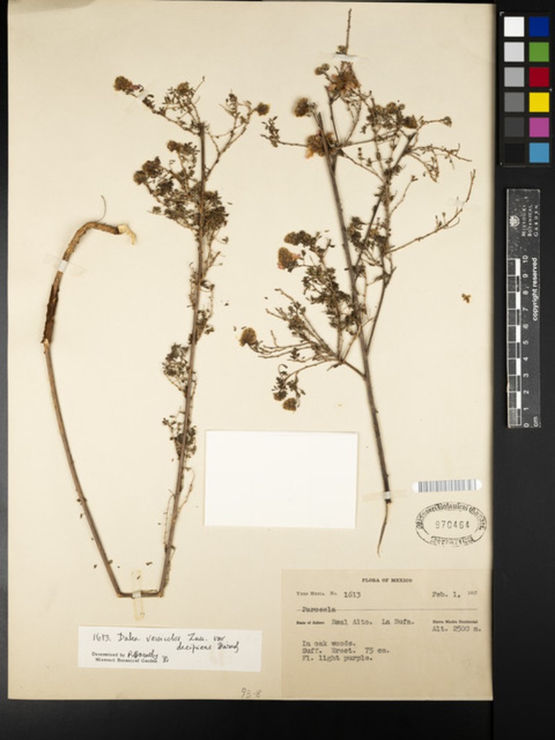 Dalea versicolor var. decipiens