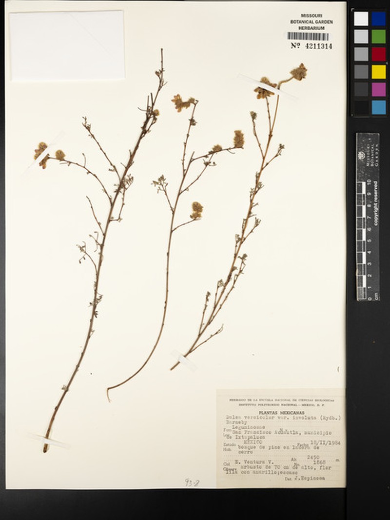 Dalea versicolor var. involuta