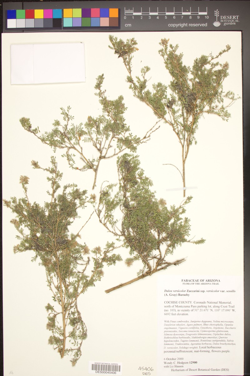 Dalea versicolor var. sessilis photo 2