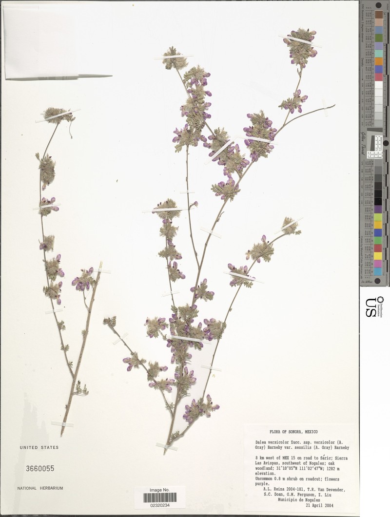 Dalea versicolor var. sessilis