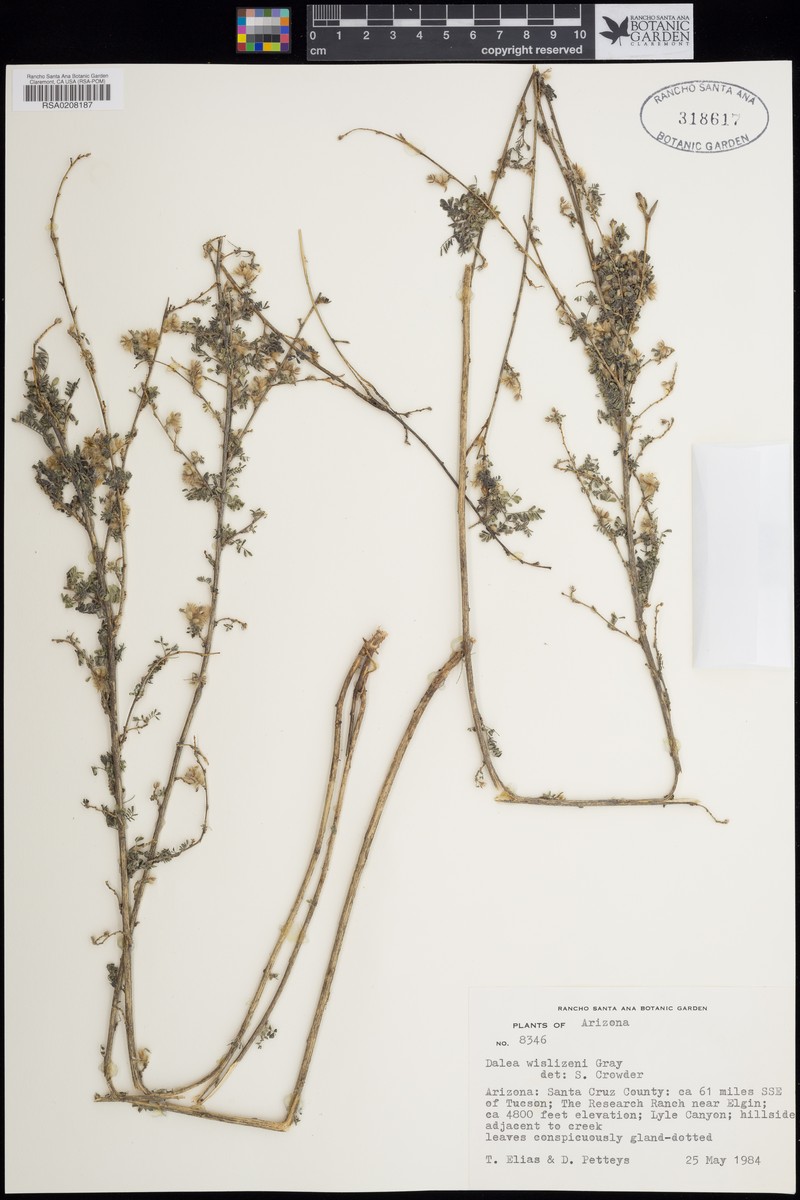 Dalea versicolor var. wislizeni