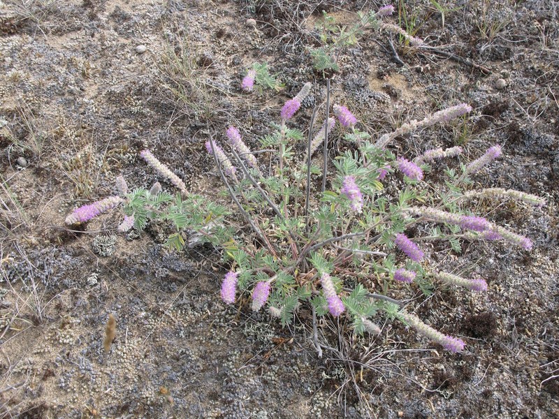 Silky Prairie Clover