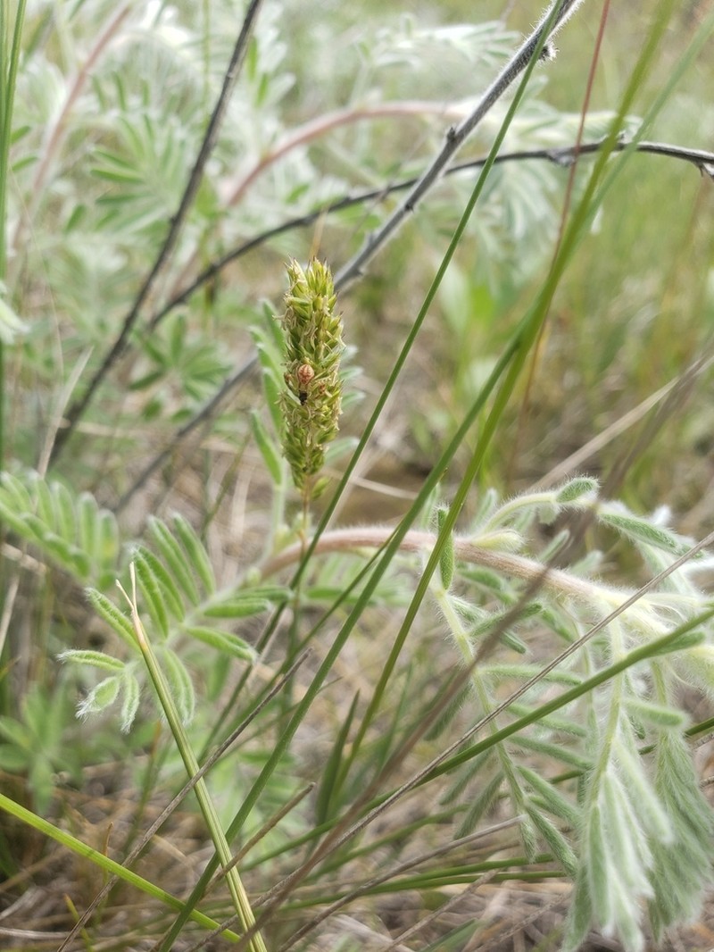 Silky Prairie Clover photo 3