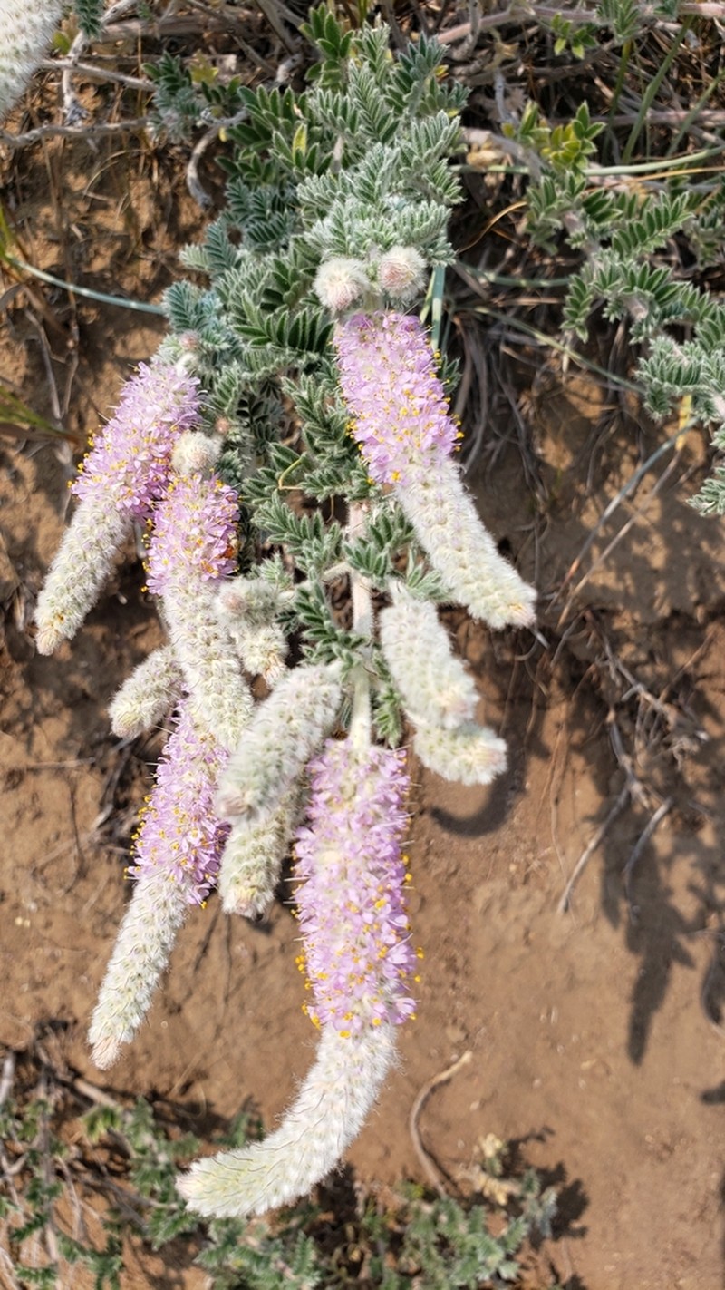 Silky Prairie Clover photo 4