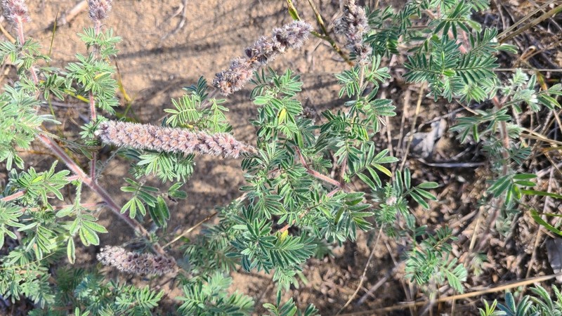 Silky Prairie Clover photo 5