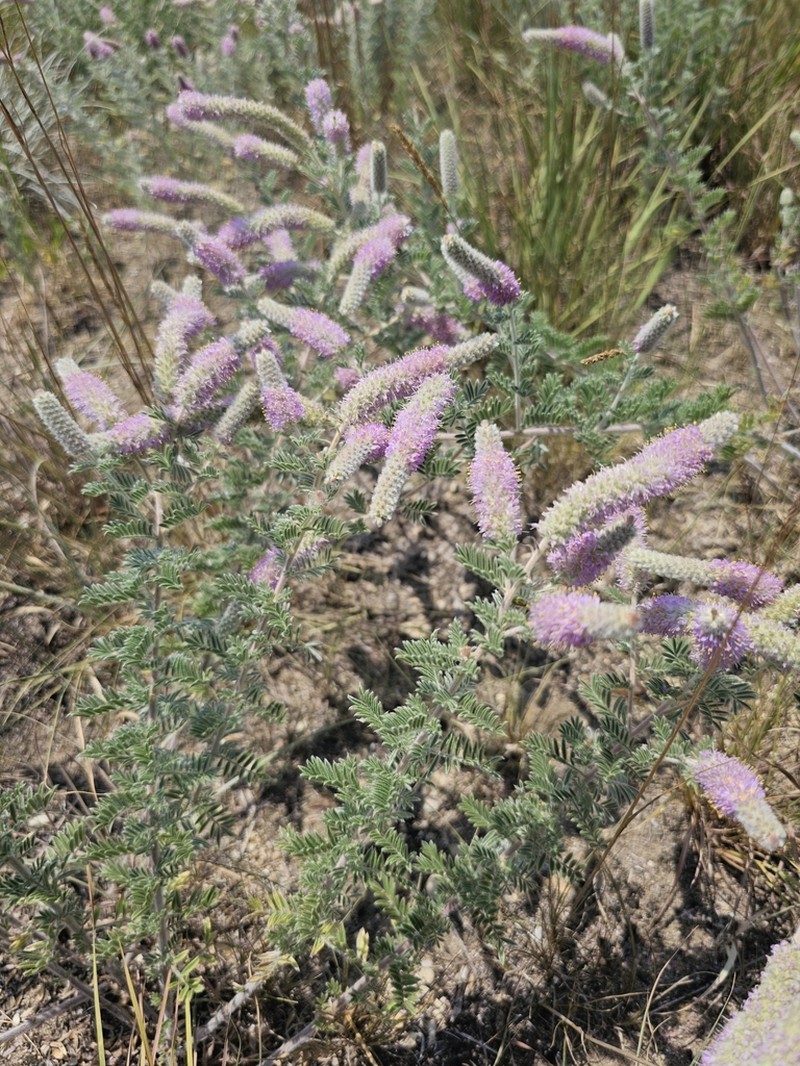 Silky Prairie Clover photo 6