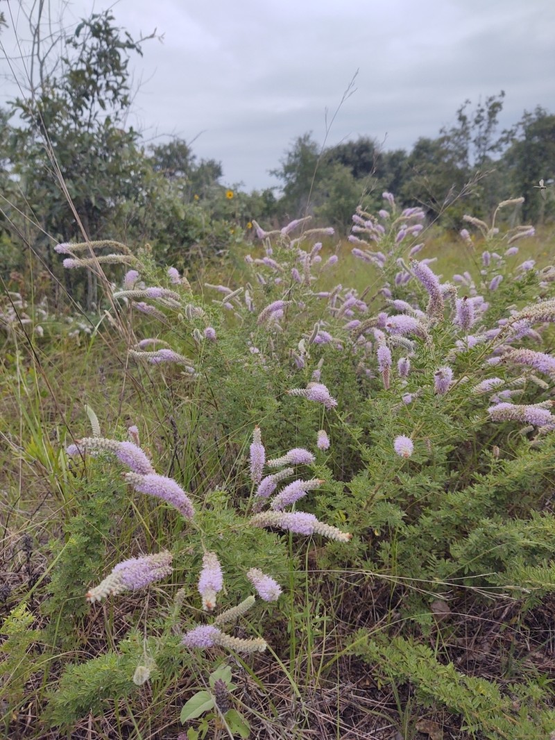 Silky Prairie Clover photo 7