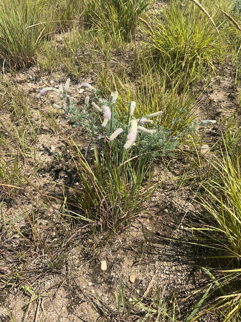 Silky Prairie Clover photo 8