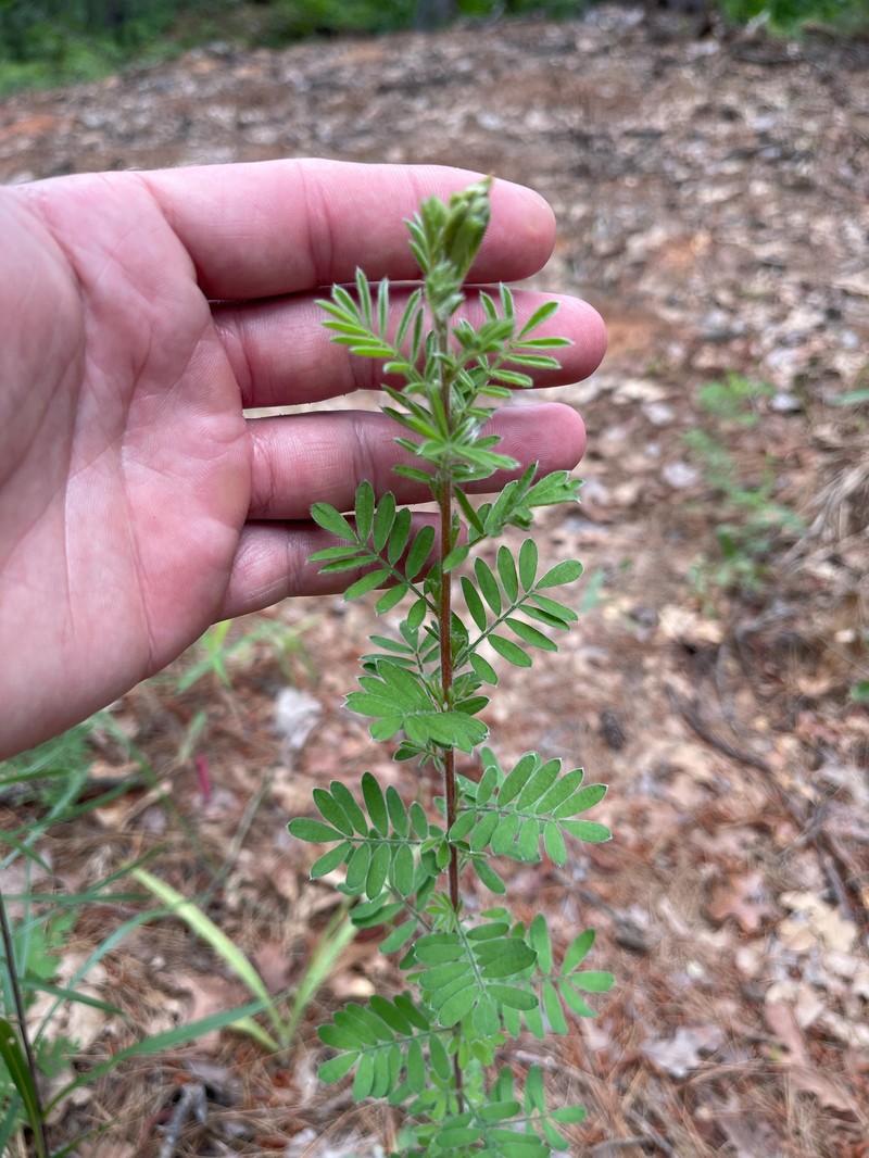 Dalea villosa var. grisea