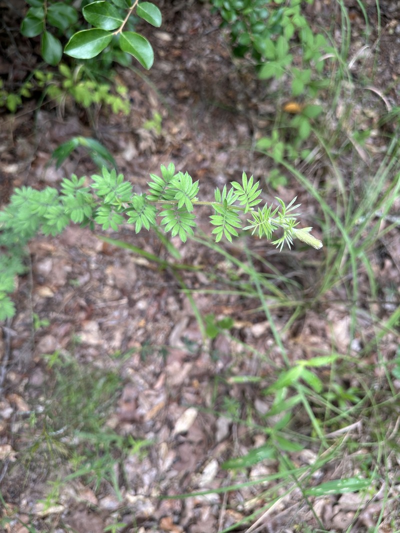Dalea villosa var. grisea photo 2