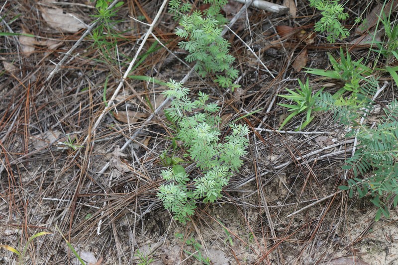 Dalea villosa var. grisea photo 3