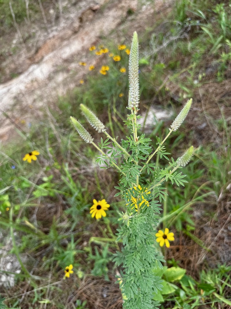 Dalea villosa var. grisea photo 4