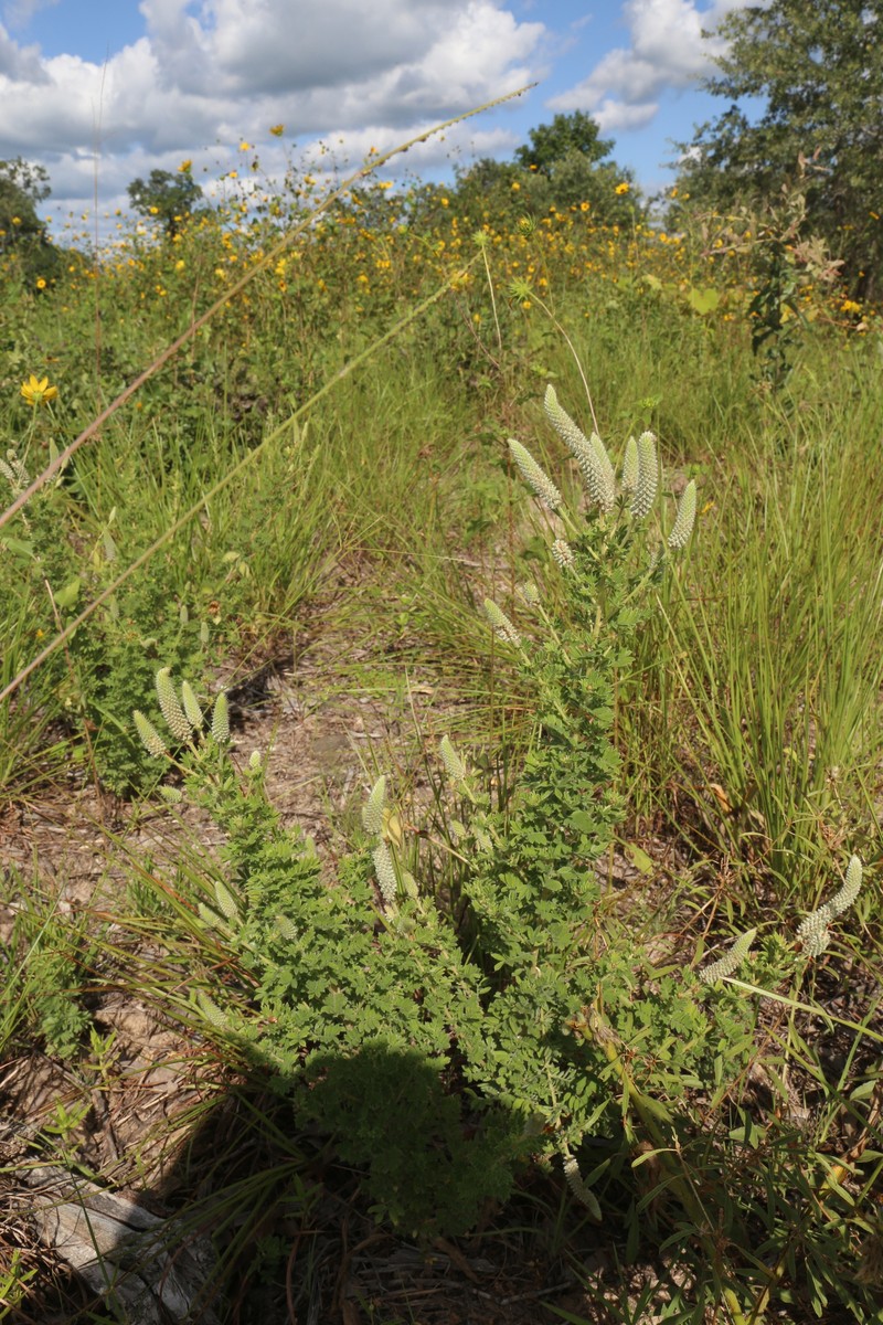 Dalea villosa var. grisea photo 5