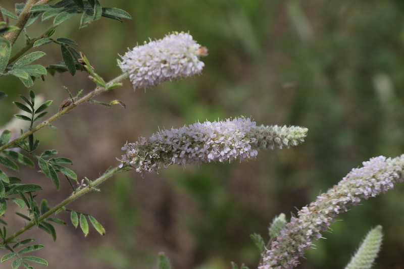 Dalea villosa var. grisea photo 6