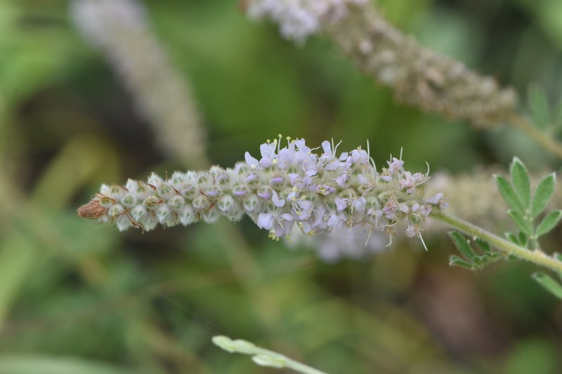Dalea villosa var. grisea photo 7