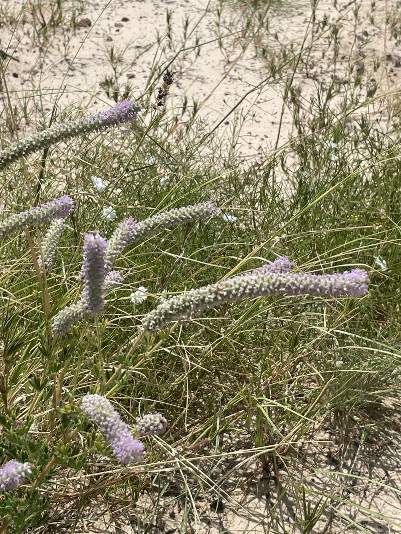 Dalea villosa var. grisea photo 8