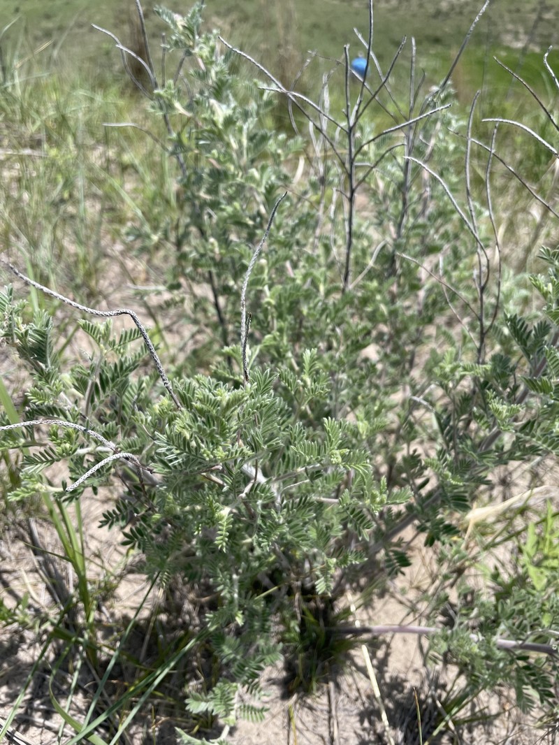 Dalea villosa var. villosa
